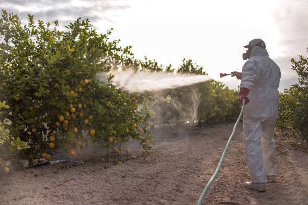 Best Termite Control Services  in Eagan, MN